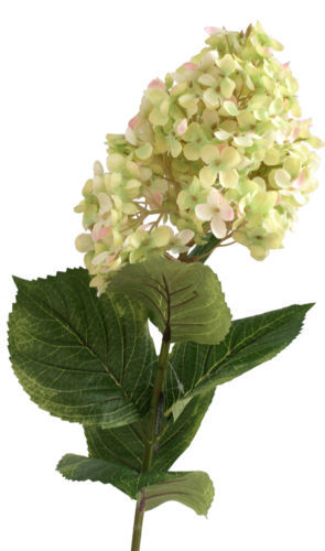 Van Manen Hydrangea Microphela kunst-hortensia