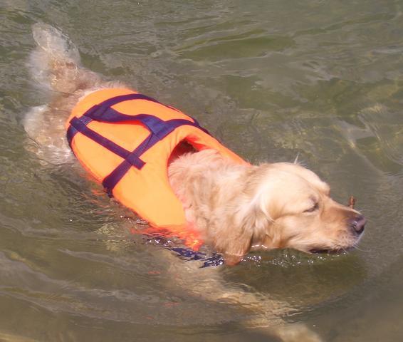 Seilflechter Hondenzwemvest met grijplijn